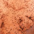 屋宜ちゃん's cooksnap of when they made 妊婦さん授乳ママに♪全粒粉きな粉クッキー.