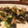 minahig's cooksnap of when they made 鶏ささみとセロリのナンプラー炒め.