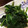 ももた2's cooksnap of when they made ほうれん草の胡麻和え.