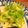 ゆーこ83's cooksnap of when they made 春キャベツのパルメザンチーズ炒め.
