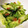 まっちろちろすけ's cooksnap of when they made 【簡単レシピ】胡瓜とレタスのしそ梅和え♪.