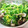 aaaaachamo's cooksnap of when they made 菜の花の和え物.