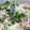 berry93's cooksnap of when they made 菜の花と切干し大根のマヨサラダ.