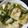 ポメちょん's cooksnap of when they made 豆腐とわけぎの炒め物.