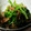 こもcafe's cooksnap of when they made ❁三つ葉のあっというま小鉢 ❁.