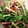 ポポロ0993's cooksnap of when they made ただ混ぜるだけ！水菜のお漬物！.