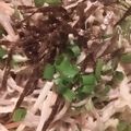 meyan's cooksnap of when they made ワサビが効いた蕎麦サラダ.