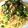 ★ももちゃんのママ★'s cooksnap of when they made 簡単ﾗﾝﾁ!!菜の花とﾂﾅの和風ﾊﾟｽﾀ.