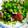 はち８８'s cooksnap of when they made 〆かつお！（かつおのしぼり）.