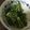 ポメちょん's cooksnap of when they made 超簡単ブロッコリーのからしマヨ和え♪.
