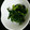 ぺぺんちゅ's cooksnap of when they made 【菜の花】菜の花とごまだれのおひたし.