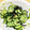 yuyorin's cooksnap of when they made 簡単！きゅうりの塩こぶあえ.