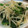 seacomet's cooksnap of when they made もやしと菜の花のさっぱり和え❁.