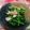 クックKGJEB7☆'s cooksnap of when they made ほうれん草とベーコンのソテー.