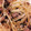 mao0119's cooksnap of when they made 砂肝ともやしの生姜焼き.