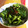 風見鶏シン's cooksnap of when they made 簡単★小松菜の野沢菜みたいな漬物.