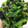 ∞ｋｕｍｉｎ∞'s cooksnap of when they made 【菜の花】菜の花とごまだれのおひたし.