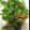 yoshi115's cooksnap of when they made 菜の花のゴマ和え.
