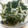 MofeMofee's cooksnap of when they made もやしと空芯菜の新芽の胡麻和え.