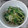 さっこ511's cooksnap of when they made 豆苗と大根と塩昆布のナムル.