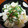 KENERISA's cooksnap of when they made 鶏とえのきのレンジ蒸し梅しそ風味.