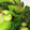 tinaya0208's cooksnap of when they made ほうれん草のごまあえ.