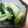 MofeMofee's cooksnap of when they made うるいときゅうりの昆布茶和え.