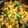 クック8HC8EM☆'s cooksnap of when they made ちんげん菜でふわたまあんかけ.