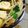コロどろっぷ's cooksnap of when they made もやし明太バター醤油炒め.