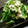 tomka☆'s cooksnap of when they made 水菜とササミの簡単サラダ.