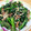 koropiyon's cooksnap of when they made ＊菜の花とさんま蒲焼缶＊.