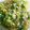 crystaI's cooksnap of when they made レンジで簡単！ネギ塩ソース.
