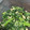 kankopajo's cooksnap of when they made 超簡単！さば水煮缶で青菜のおひたし.