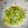 Takora☆彡☆彡's cooksnap of when they made あっというま！白菜の浅漬け風.