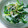 とっとっとまとちゃん's cooksnap of when they made ほうれん草とシラスのみぞれ和え.
