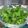 youich's cooksnap of when they made わさび菜の塩昆布和え.