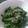 まゆみんみーん's cooksnap of when they made 簡単　菜の花のおひたし✿.