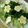 RRelliy's cooksnap of when they made ●ゆで卵の花●.