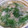 ブロッコリーの部屋's cooksnap of when they made 豚肉と水菜のみぞれ鍋.