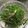 みおまま★'s cooksnap of when they made 簡単3分!水菜とツナのしょっぱいサラダ♪.