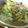 めぐ1's cooksnap of when they made 豆苗とあさりの玉子とじ☆.