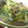 めぐ1's cooksnap of when they made 豆苗とあさりの玉子とじ☆.