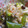 きのこなまぁな's cooksnap of when they made スナップエンドウと海老の卵炒め.