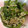 まゆたまごママ's cooksnap of when they made 簡単☆ピーマンとシラスのめんつゆ炒め.