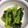 のこのことくりぼー's cooksnap of when they made 小松菜のからし和え.