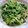 ま～～ちん's cooksnap of when they made ✿菜花の胡麻マヨ和え✿.