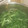 natsumi_y's cooksnap of when they made ５分で副菜☆水菜のさっと煮.