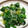 プチ7号's cooksnap of when they made 菜の花としらすの辛子酢醤油和え.