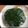 とっちぃa's cooksnap of when they made 干しよもぎ 冷凍よもぎ.