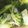 クックJYUHST☆'s cooksnap of when they made 大人の☆ブロッコリーの茹で方.